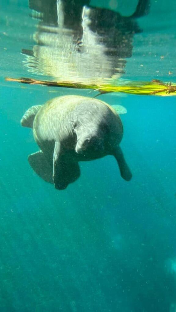 Manatee swimming underwater, body visible, with its reflection on the surface.