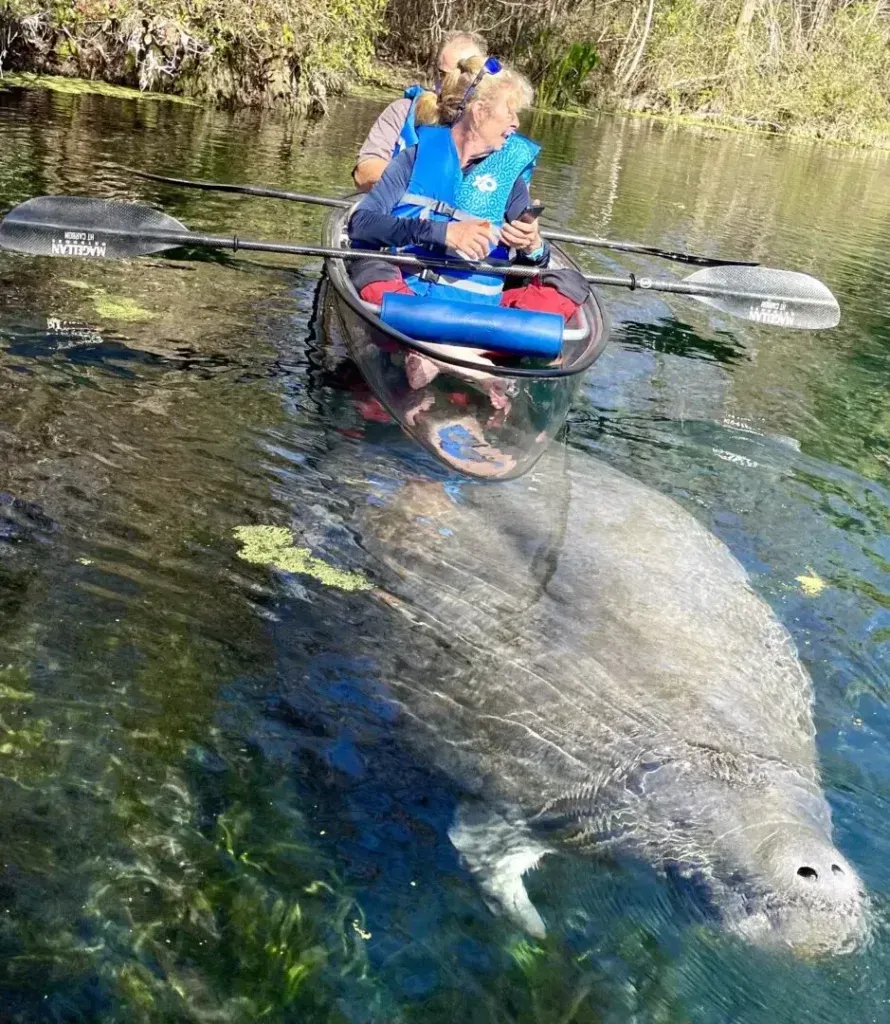 Kayakers in a boat observe a large manatee underwater in a clear, shallow river.