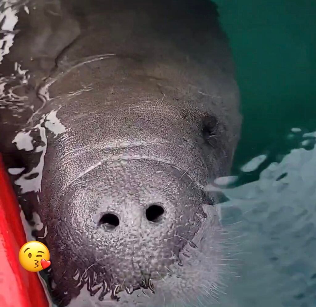 A manatee in water with a large snout and two nostrils. There is a kissing emoji on the left side of the manatee.