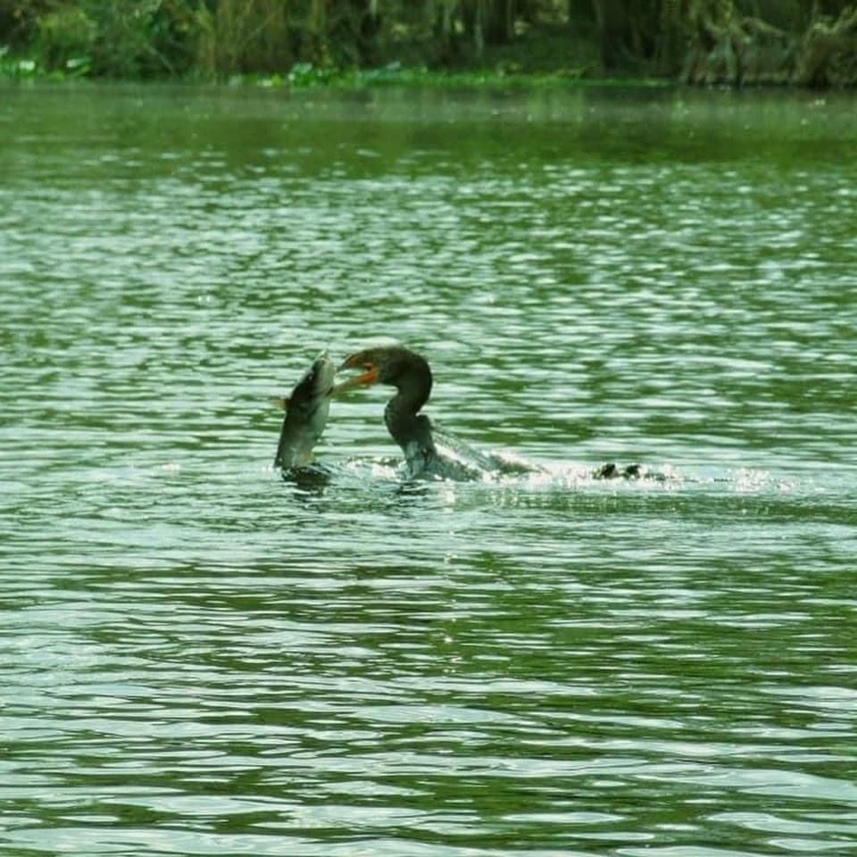Cormorant bird in water with a fish in its beak. Green water and background foliage.