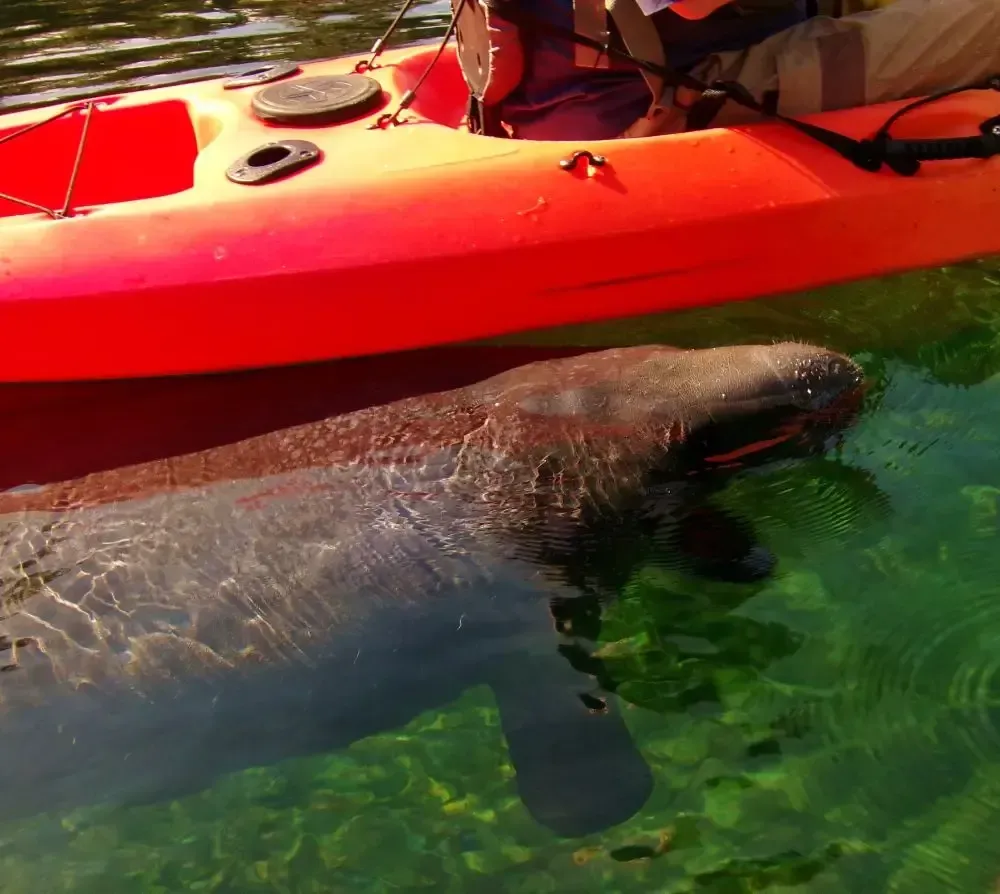 Manatee swimming near a red kayak in clear, green water.