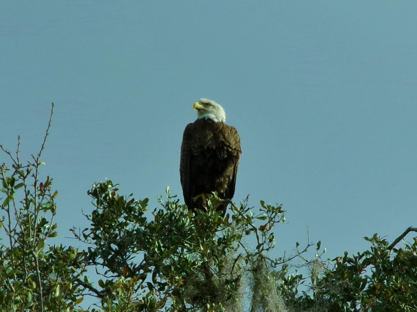 Bald eagle perched atop a leafy tree, against a clear blue sky.