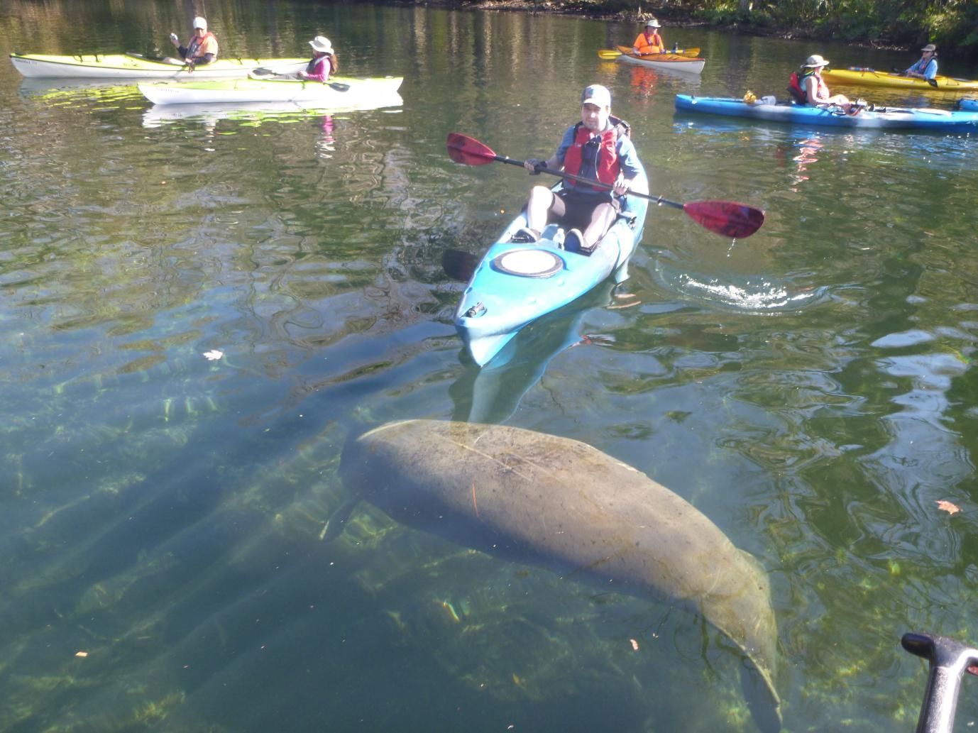 Kayakers on a clear river with a manatee visible below the surface.