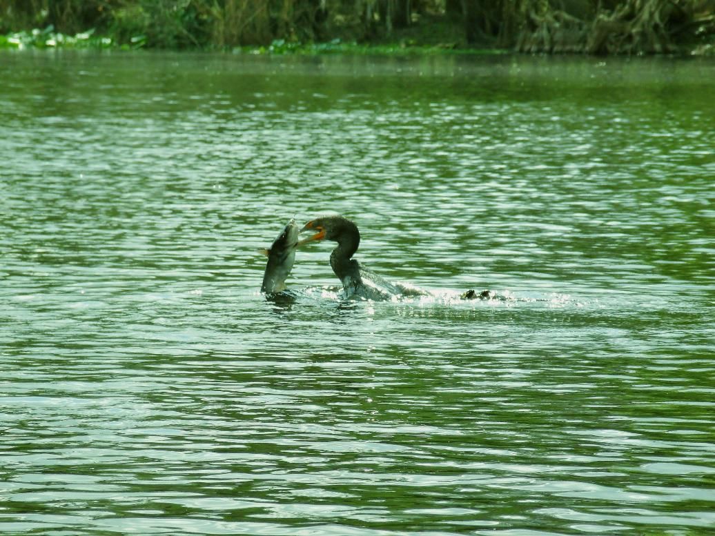 Bird in water with a fish, lake setting.