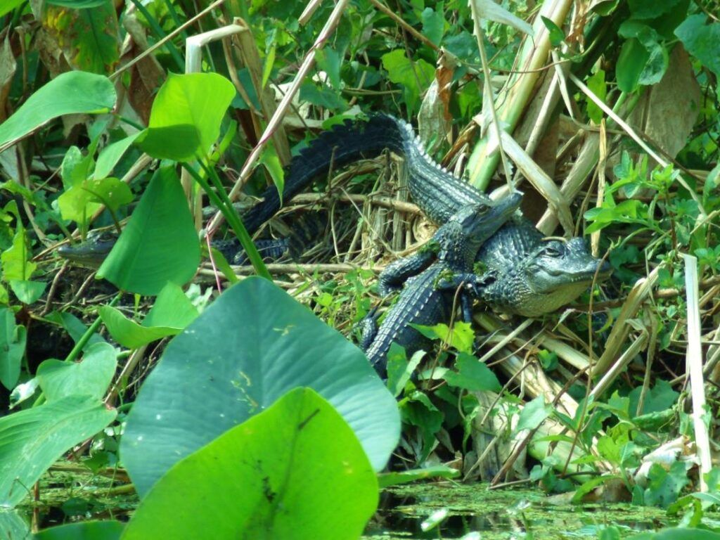Alligators in lush green swamp: One large, two smaller ones, sunning.
