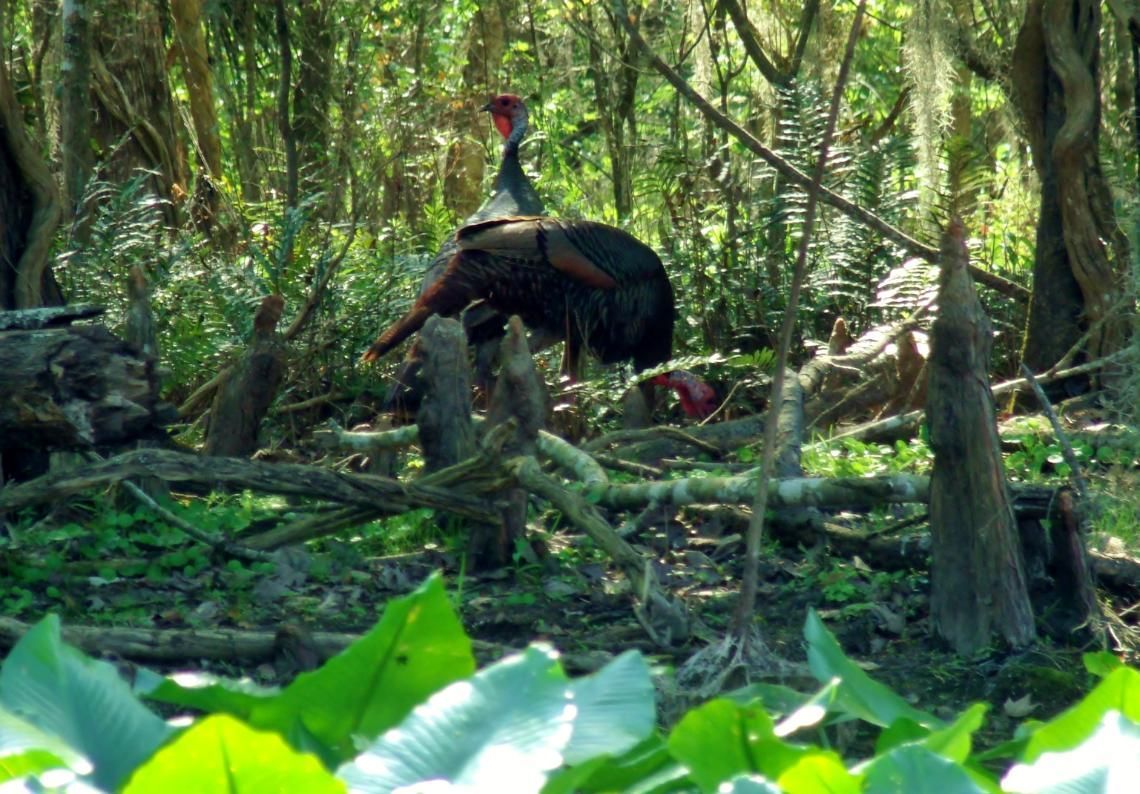 Turkey in a swamp, surrounded by green foliage, with dark feathers and red head.