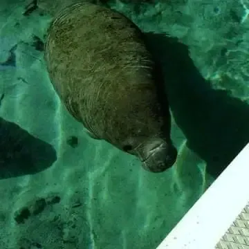 Manatee in clear, green water, looking toward the camera. Sunlight casts shadows.