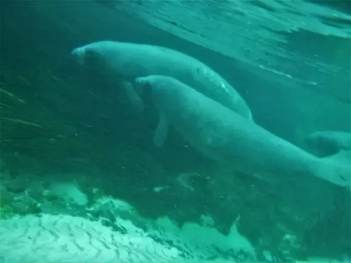 Manatees swimming underwater in a murky green environment.