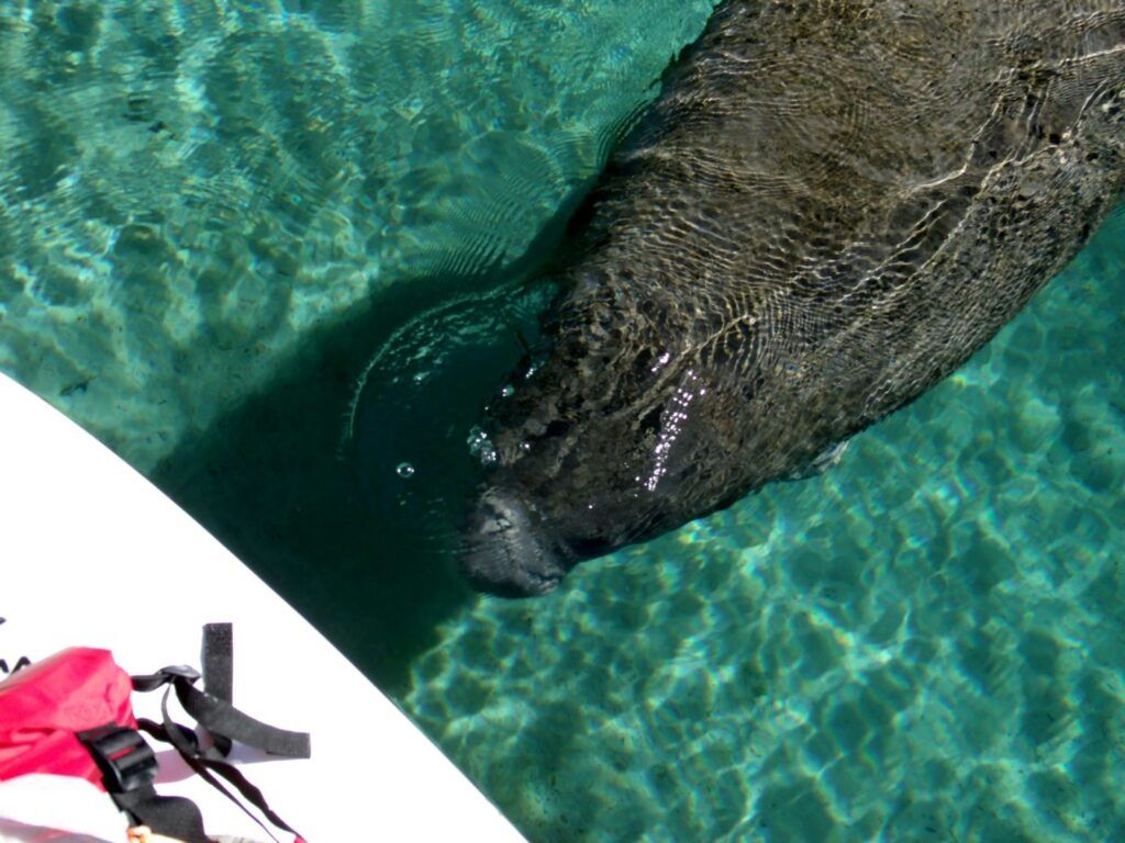 Manatee near a paddleboard in clear turquoise water.