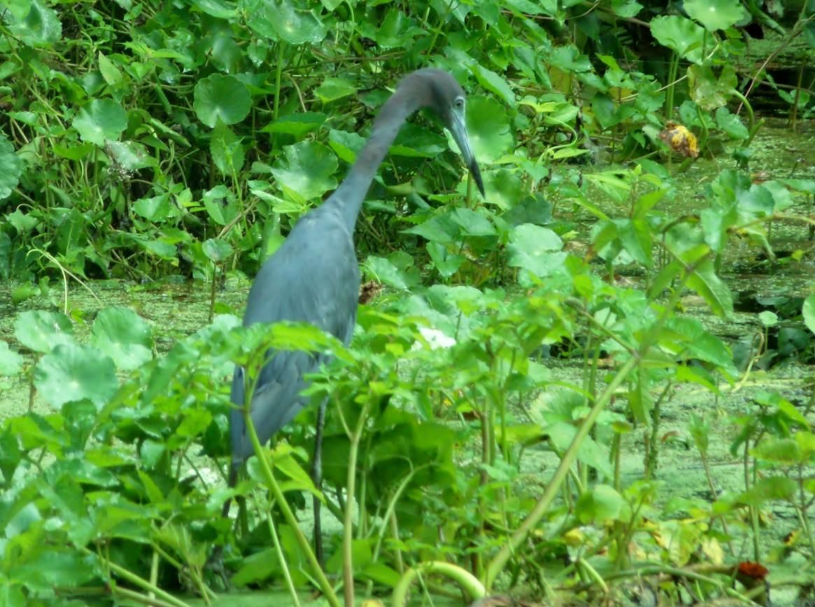 Blue heron standing in green marsh vegetation, hunting for food.