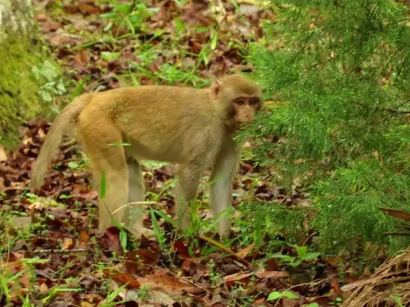 Monkey standing on ground, looking towards a green bush, surrounded by brown leaves and grass.