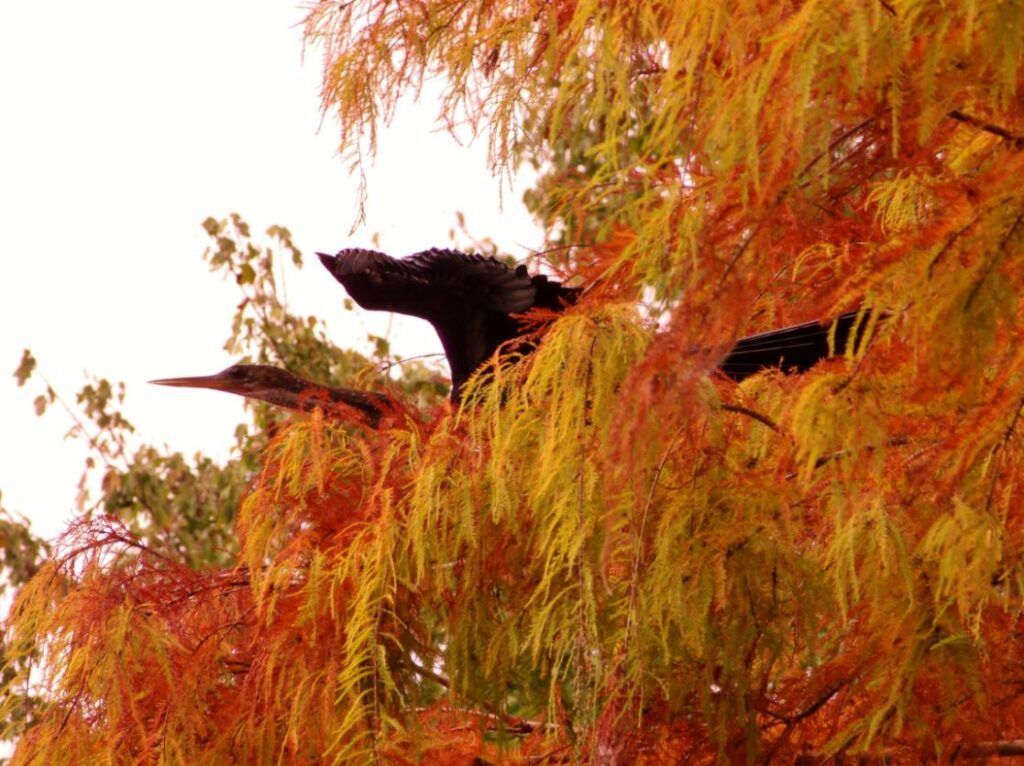 Black birds perched in a tree with orange and yellow autumn foliage against a white sky.