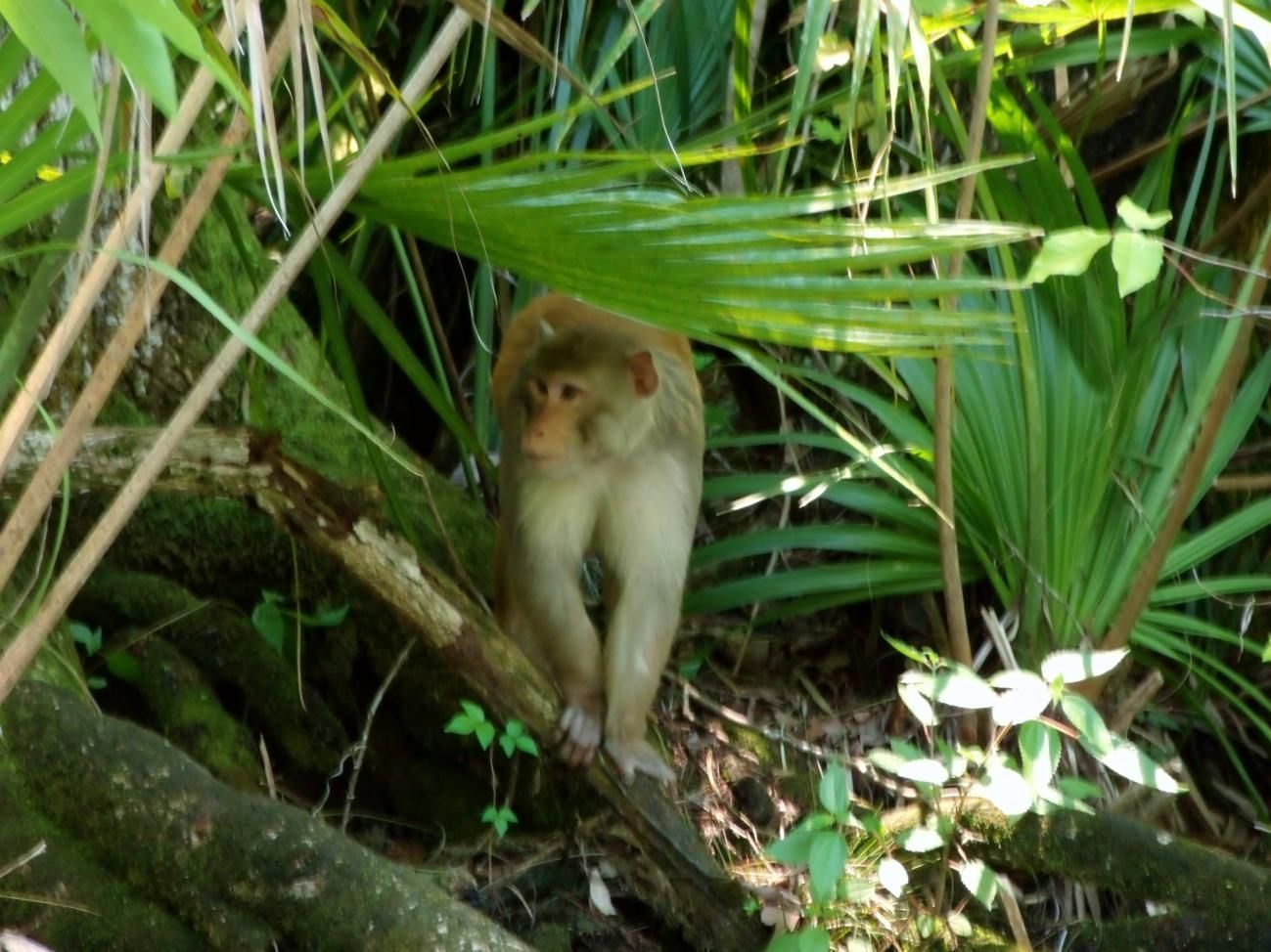 Monkey standing on a fallen log, surrounded by green foliage.