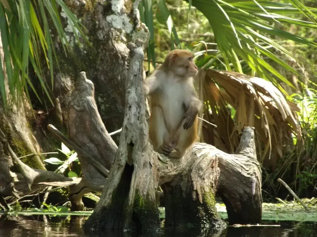 Monkey perched on a mossy log, looking to the side in a swampy environment with greenery.