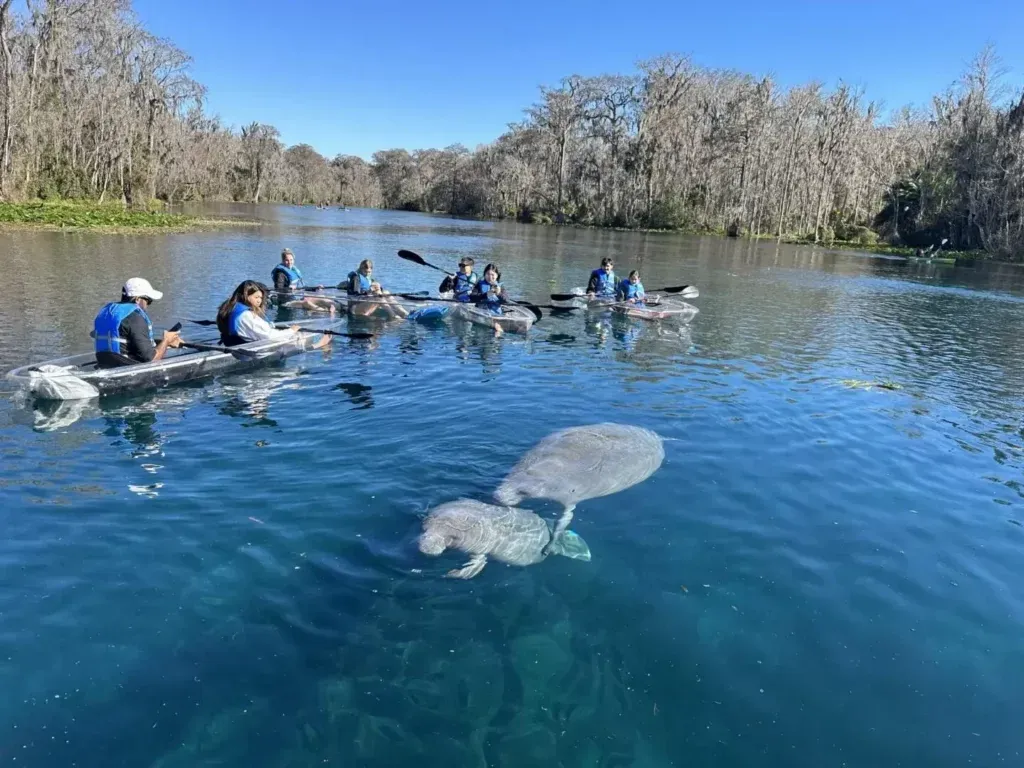 People kayaking near manatees in a clear, blue-green river surrounded by trees under a blue sky.