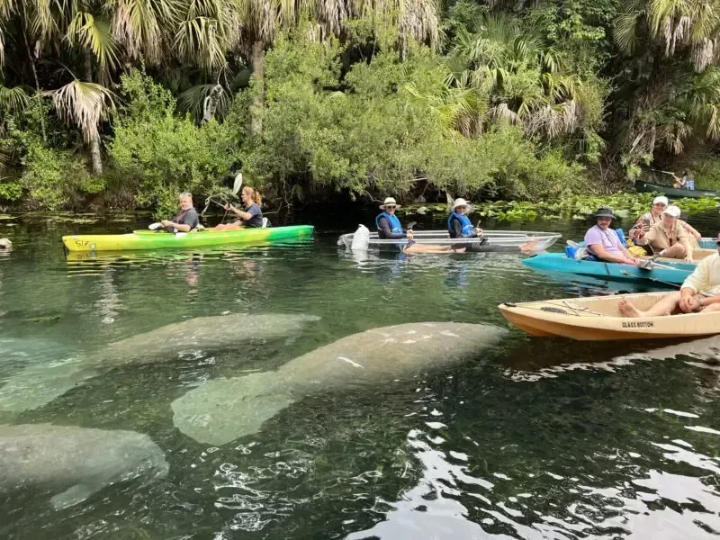 Kayakers and manatees in a clear, green-hued spring. People paddle near gray manatees below the water's surface.