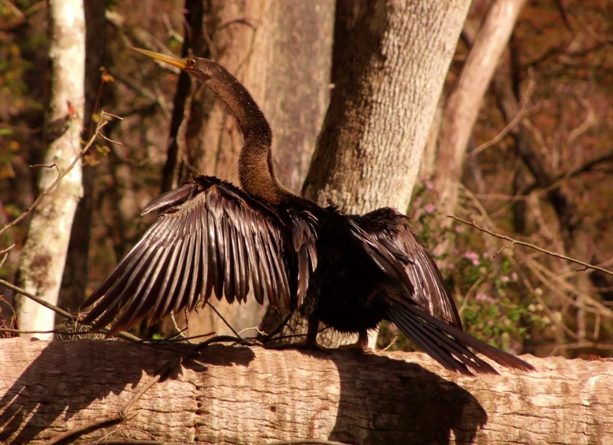Black anhinga bird drying its wings on a tree branch, golden sunlight.