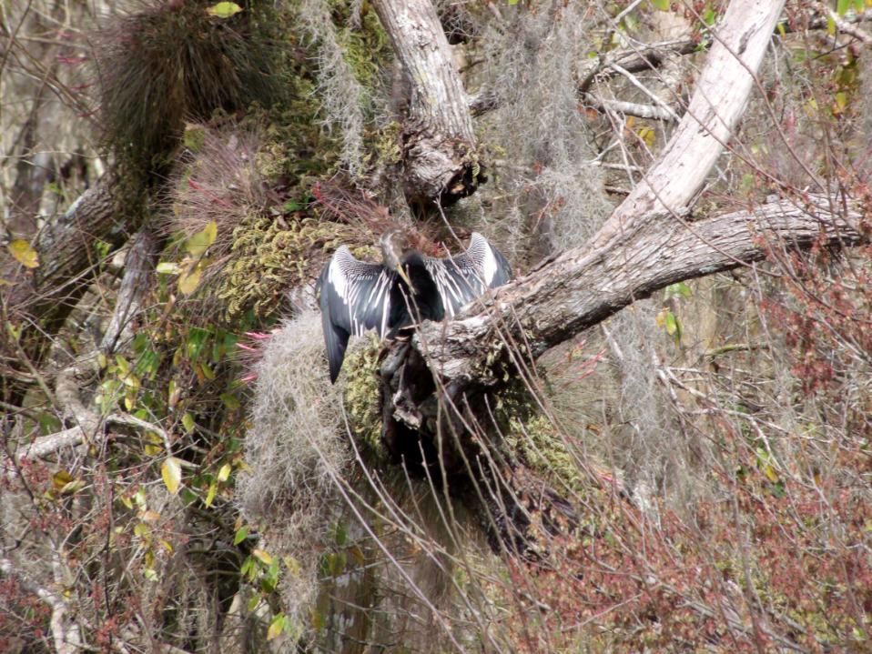 Anhinga perched in a tree with open wings; surrounded by moss and foliage.