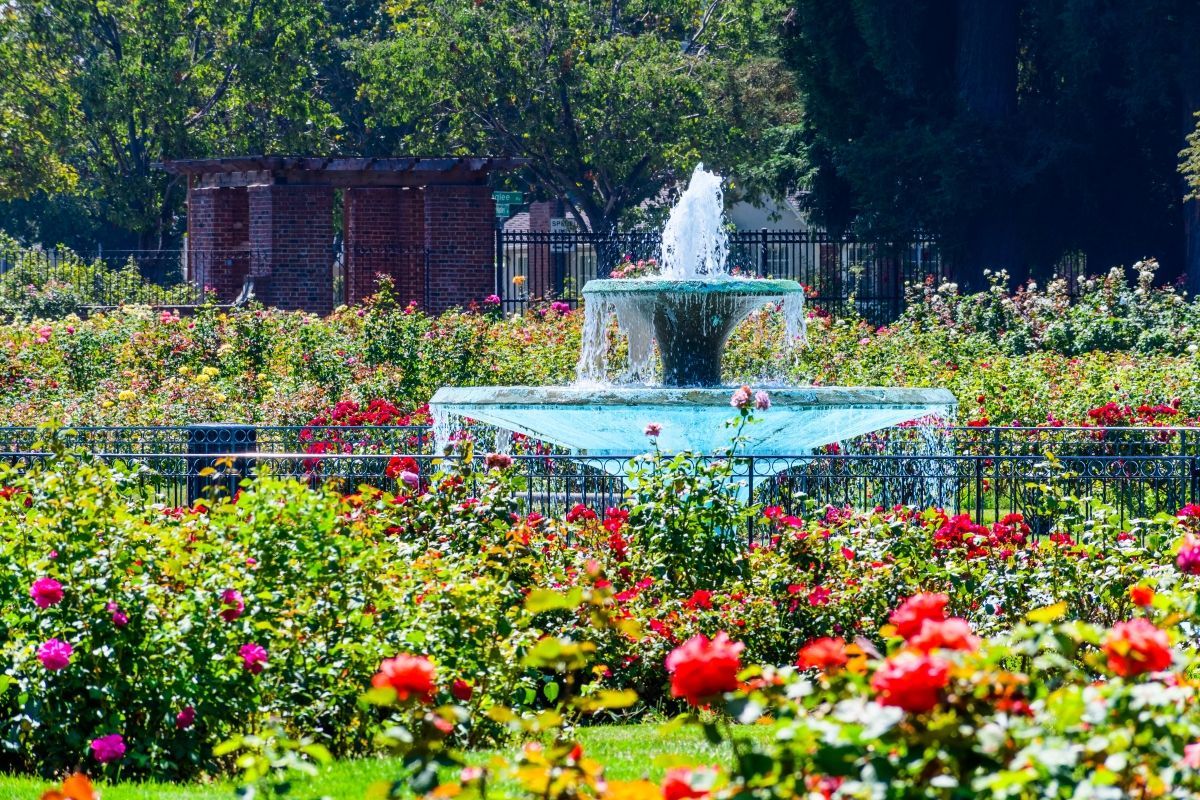 Fountain in a rose garden; roses in bloom with red and pink flowers; brick building in background.