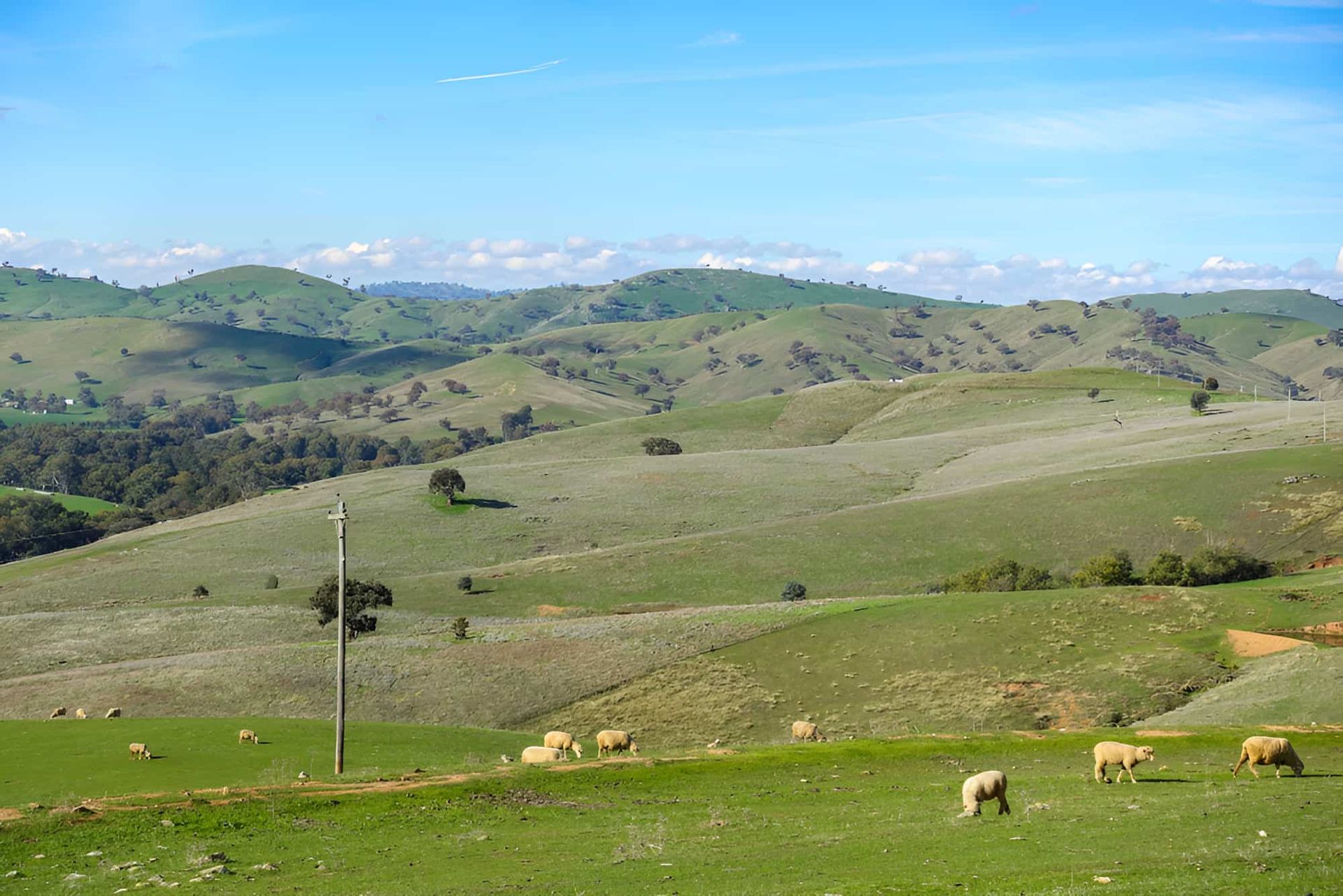 A Group of Sheep Eating Grass on a Hillside — CTE Systems In Hallidays Point, NSW