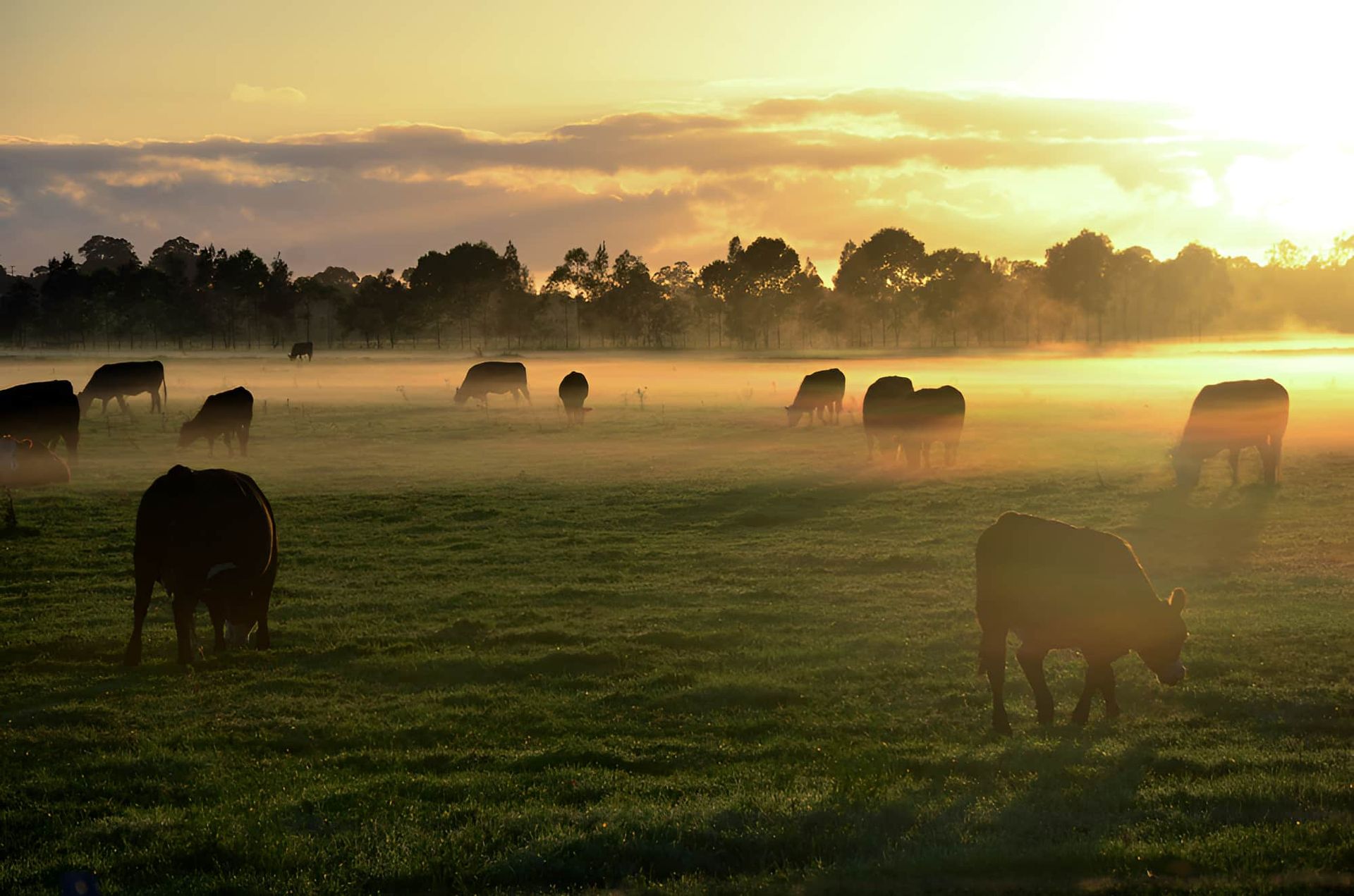 A Group of Cows Eating in a Field — CTE Systems In Taree, NSW