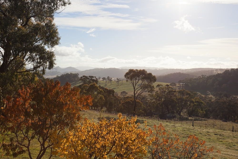 A Field With Several Trees — CTE Systems In Gloucester, NSW