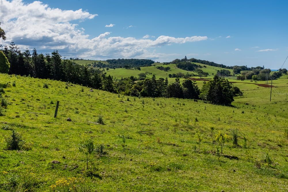 A Field of Green Grass With Trees — CTE Systems In Taree, NSW