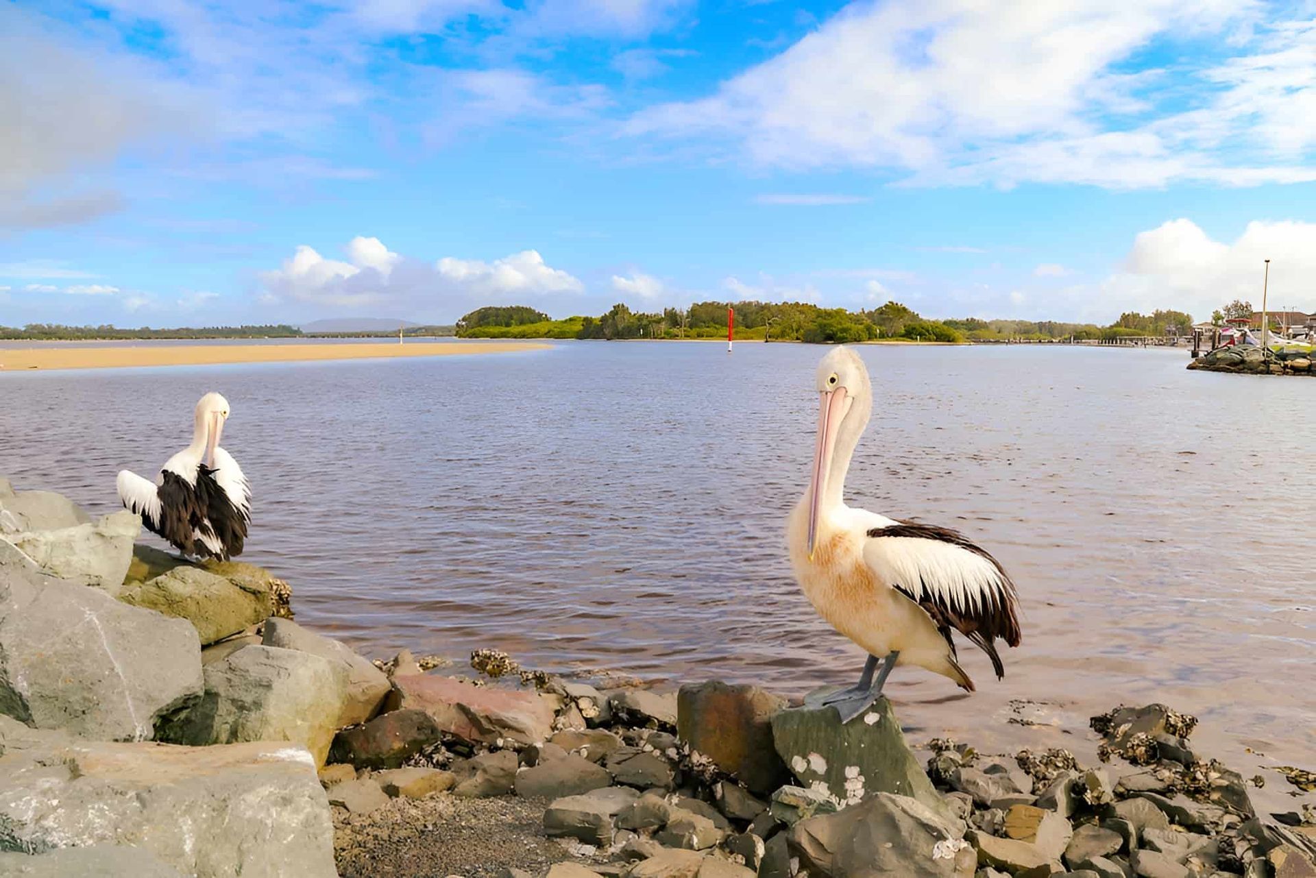 Two Pelicans Perched on Rocks Near the Water — CTE Systems In Forster, NSW
