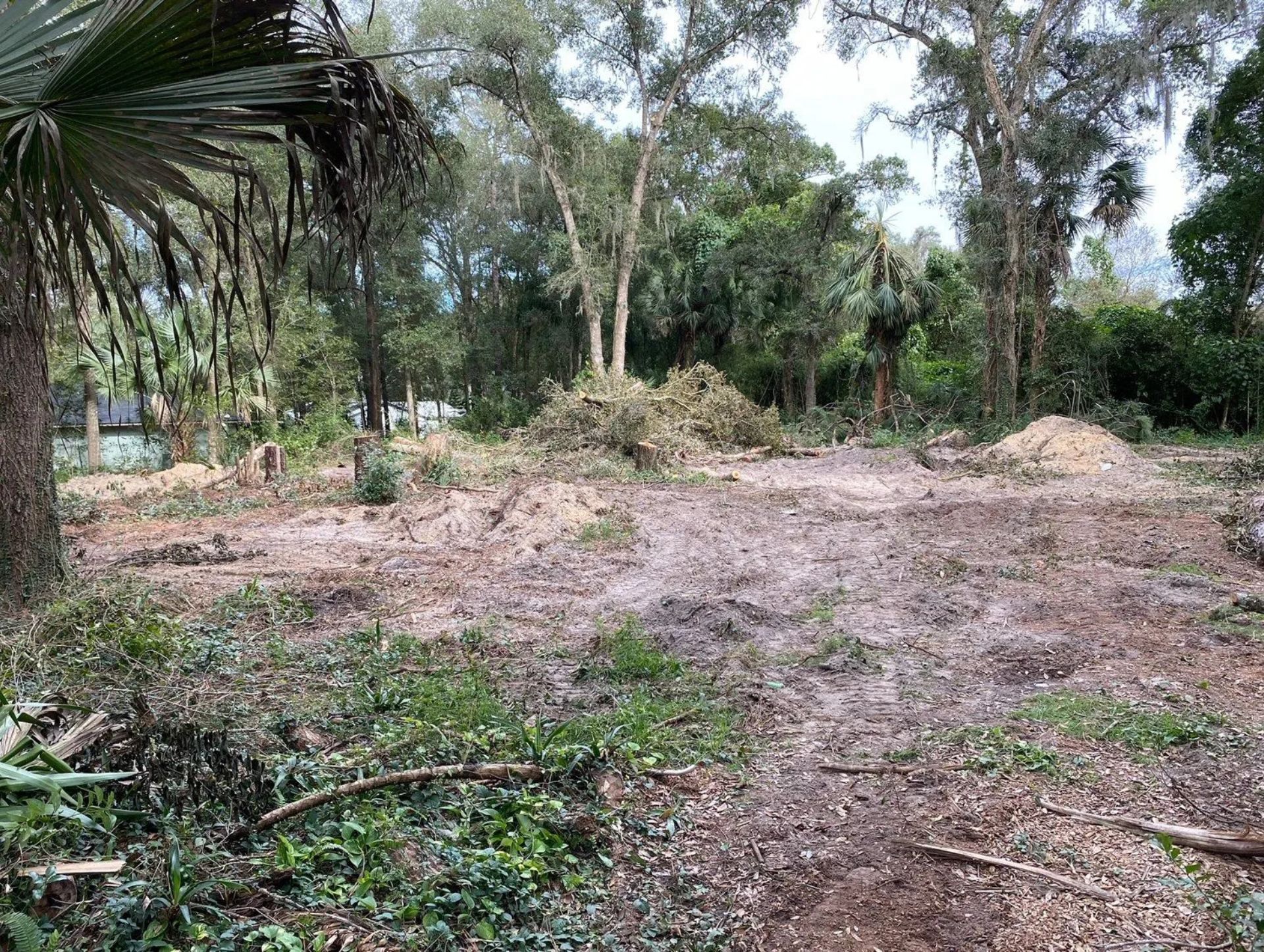 Cleared and leveled forested lot with piles of brush and tree stumps, surrounded by dense greenery