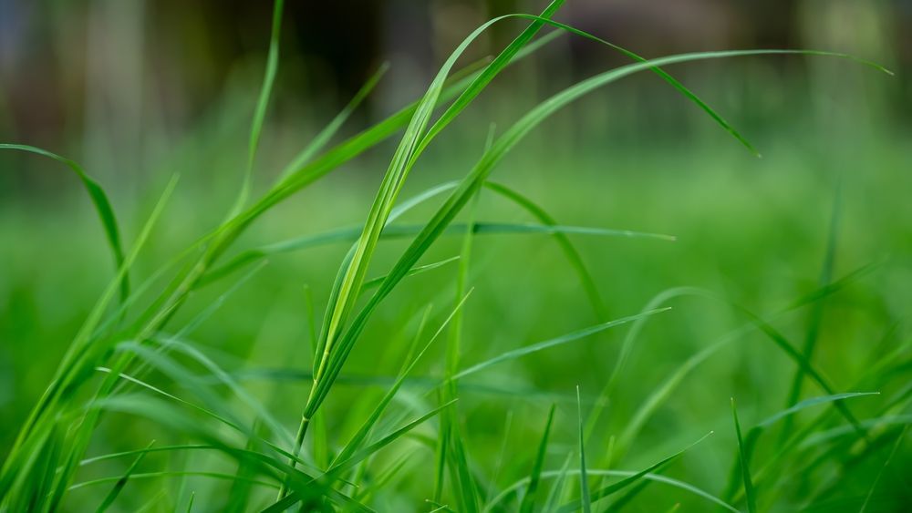 A close up of a green grass field with a blurry background.