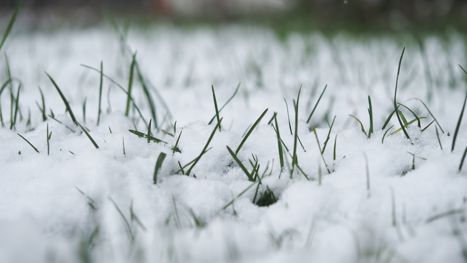Michigan lawn covered in snow showing winter turf damage