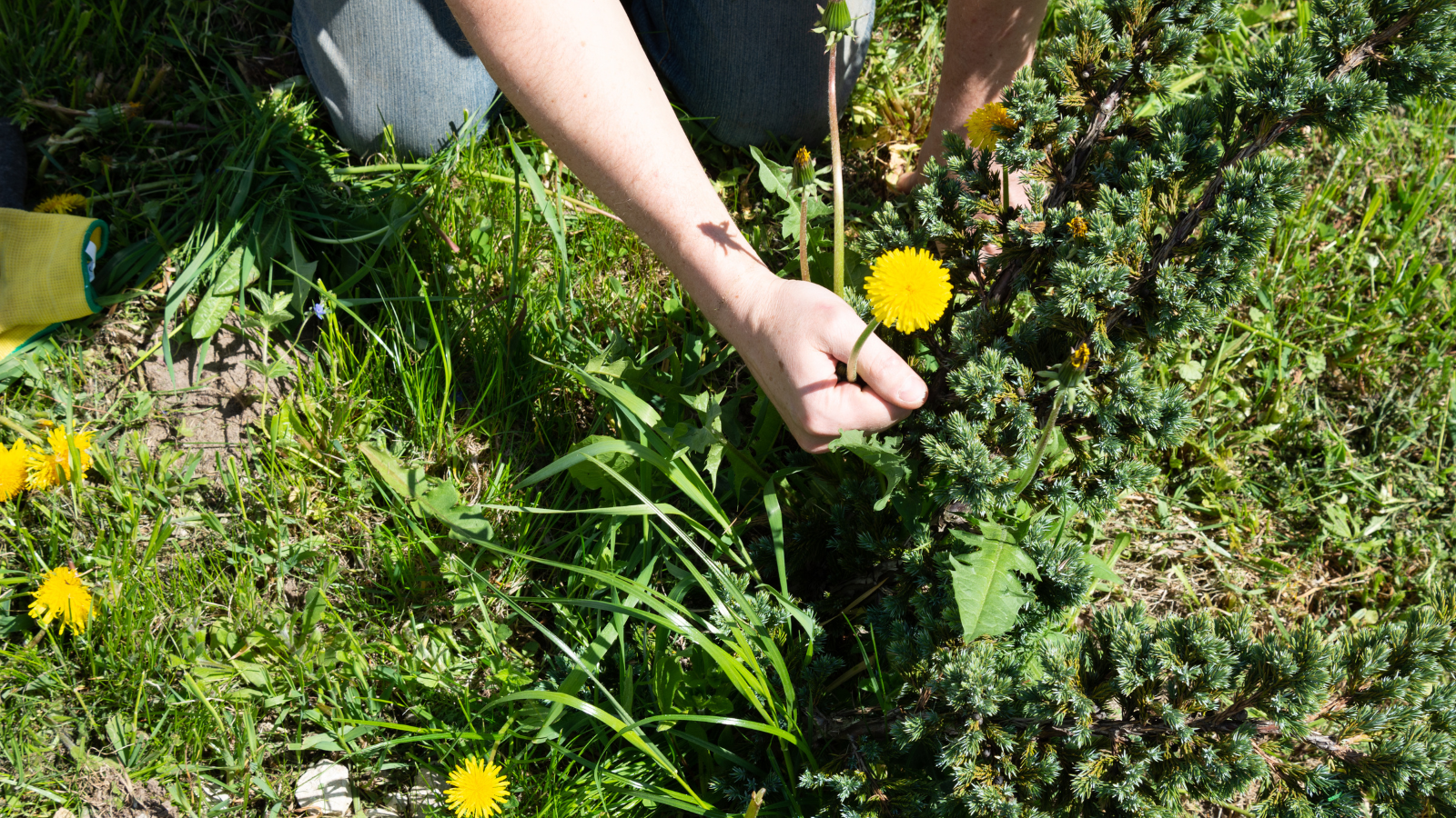 Homeowner inspecting lawn health issues in a Michigan yard