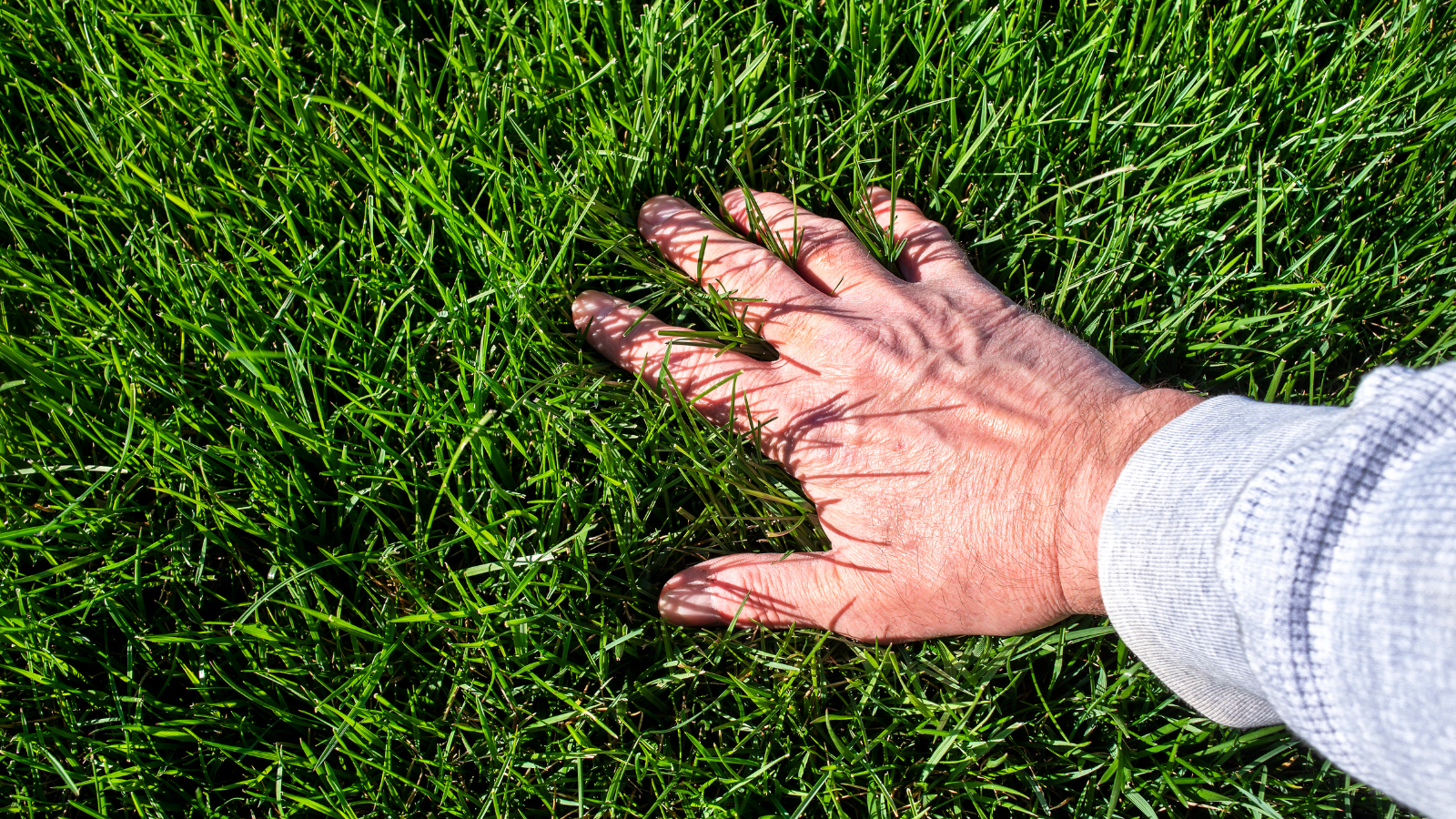 Homeowner inspecting lawn health and grass condition in Michigan