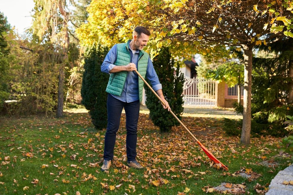 A man is raking leaves in a yard with a rake.