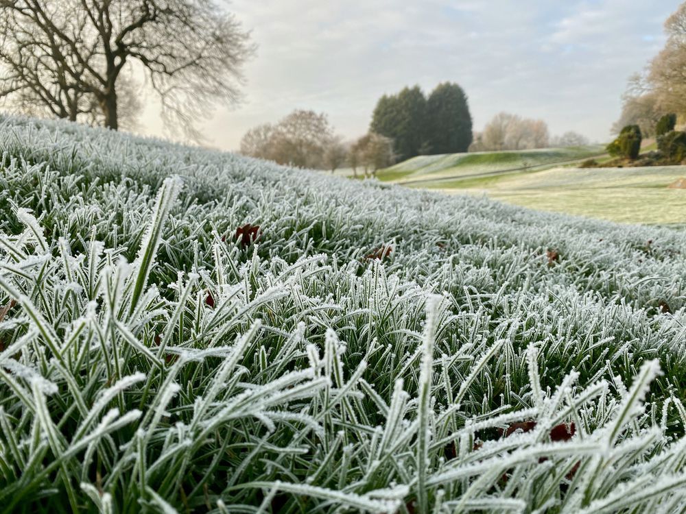 A field of grass covered in frost with trees in the background.