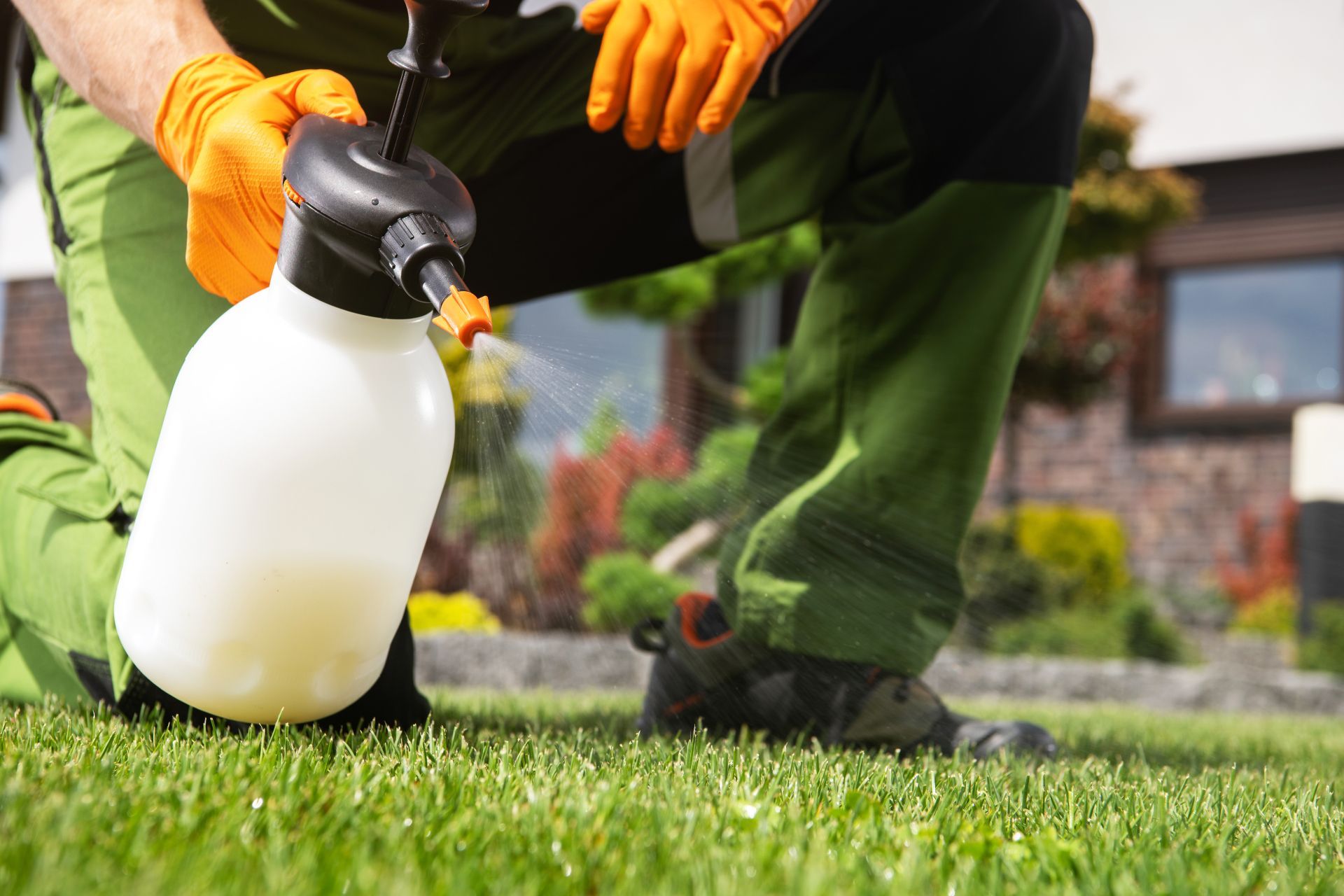 The Best Weed Killers for Your Lawn Visionary Fertilization