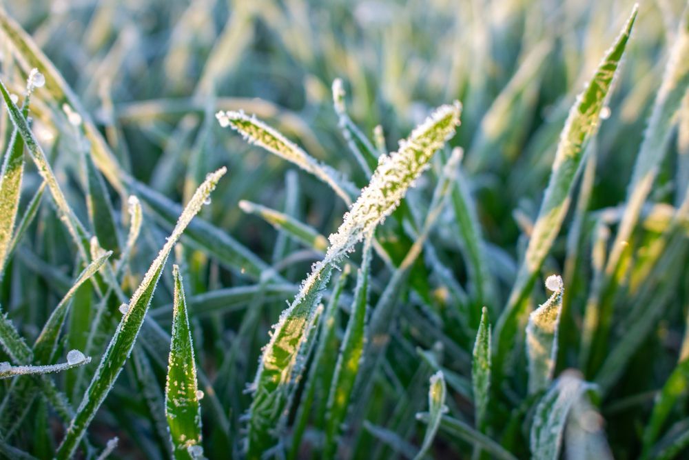 A close up of a field of grass covered in frost.