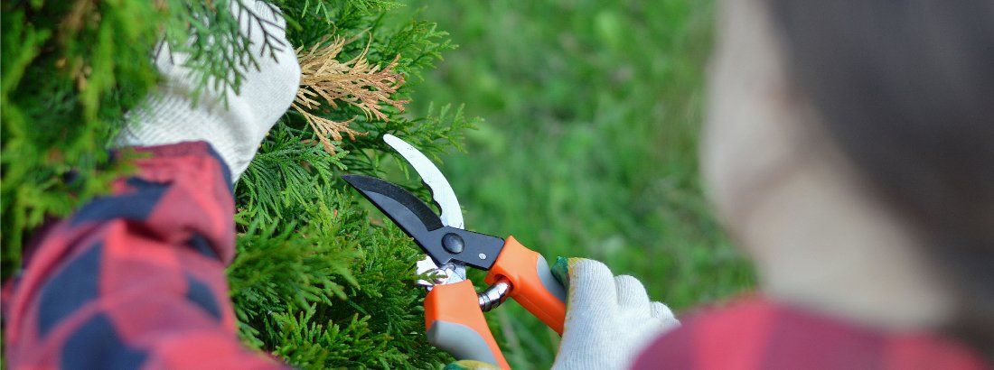 Lawn care services in Shelby township