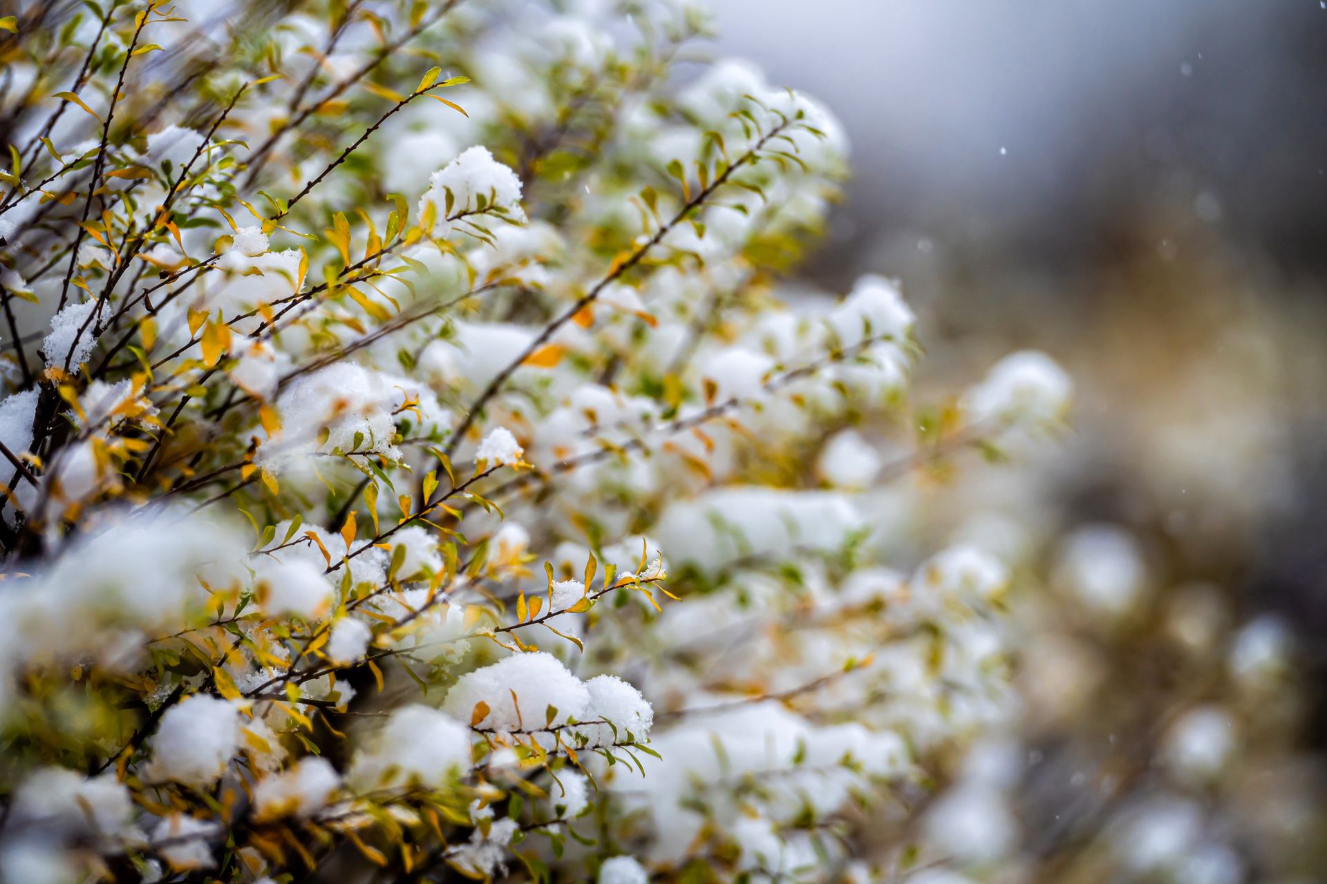 How to Prevent Weeds in Flower Beds during Winter in Michigan