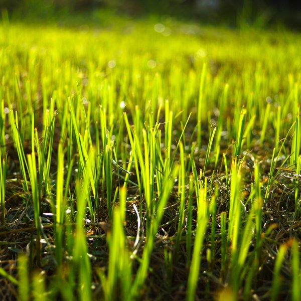 Close-up of bright green blades of grass, illuminated by sunlight.