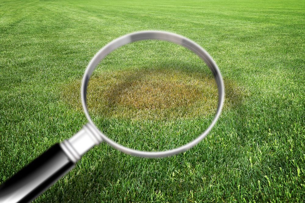 A magnifying glass is looking at a patch of brown grass