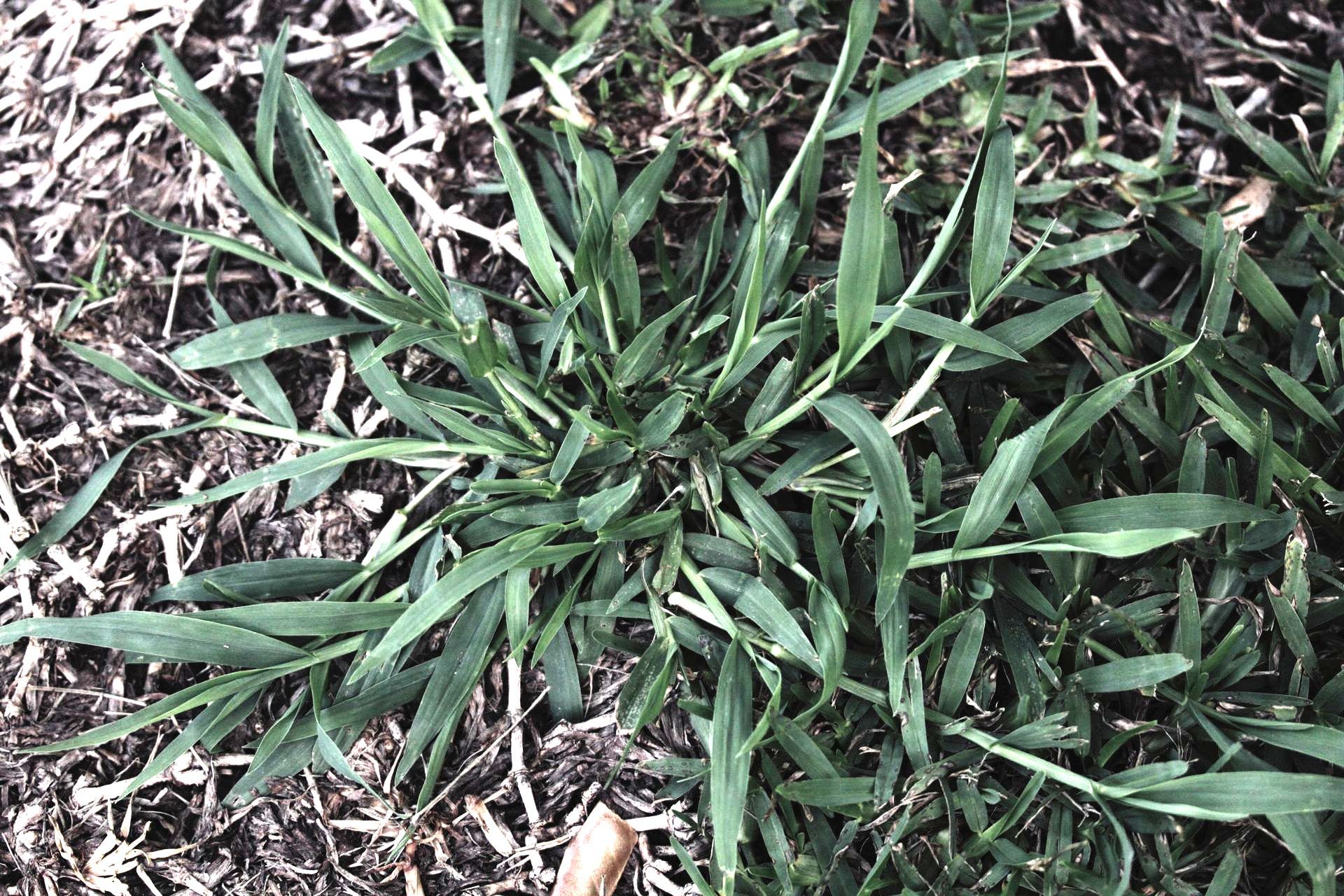 Weed control in Michigan