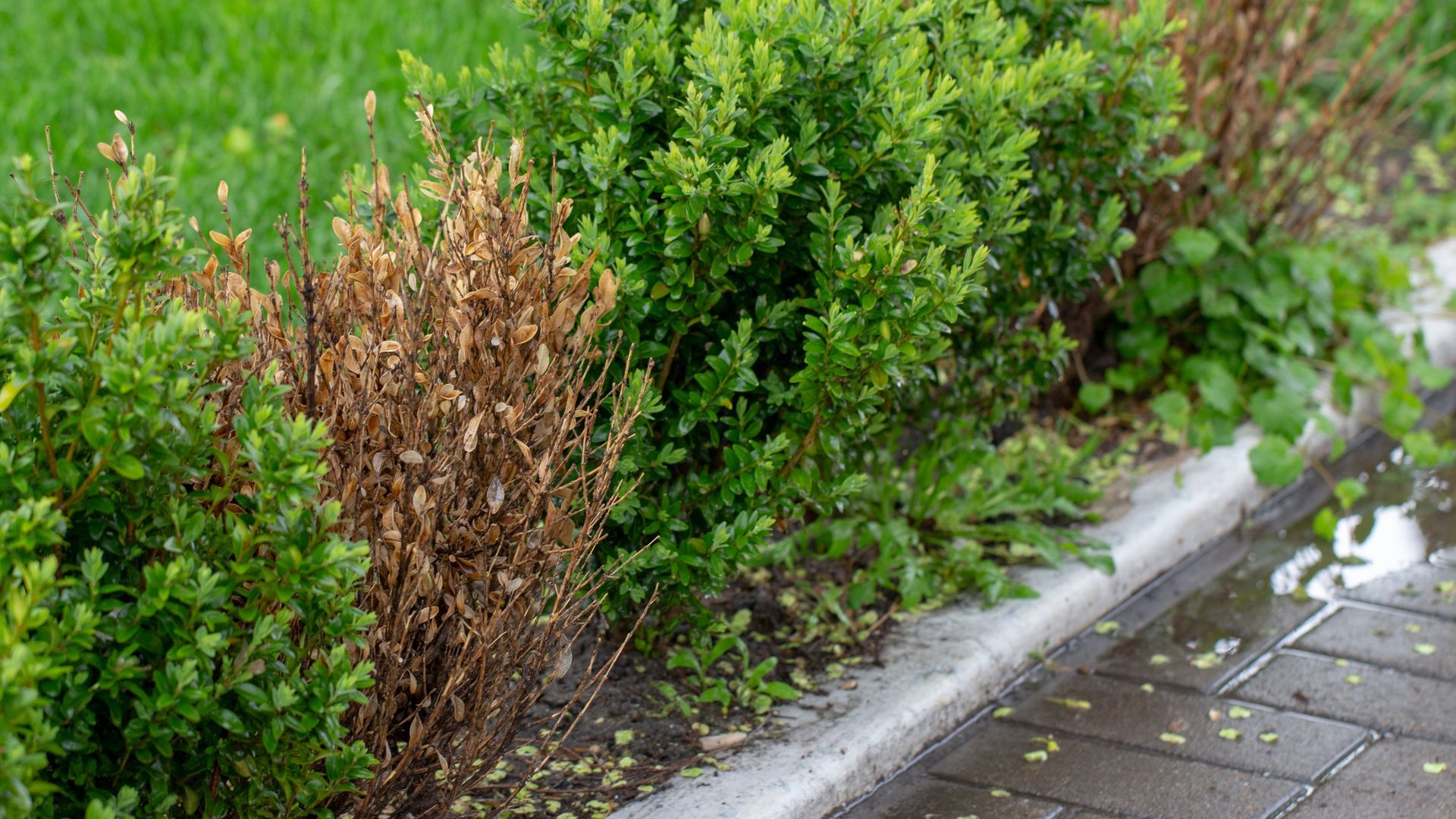 A row of bushes growing next to a sidewalk on a rainy day.