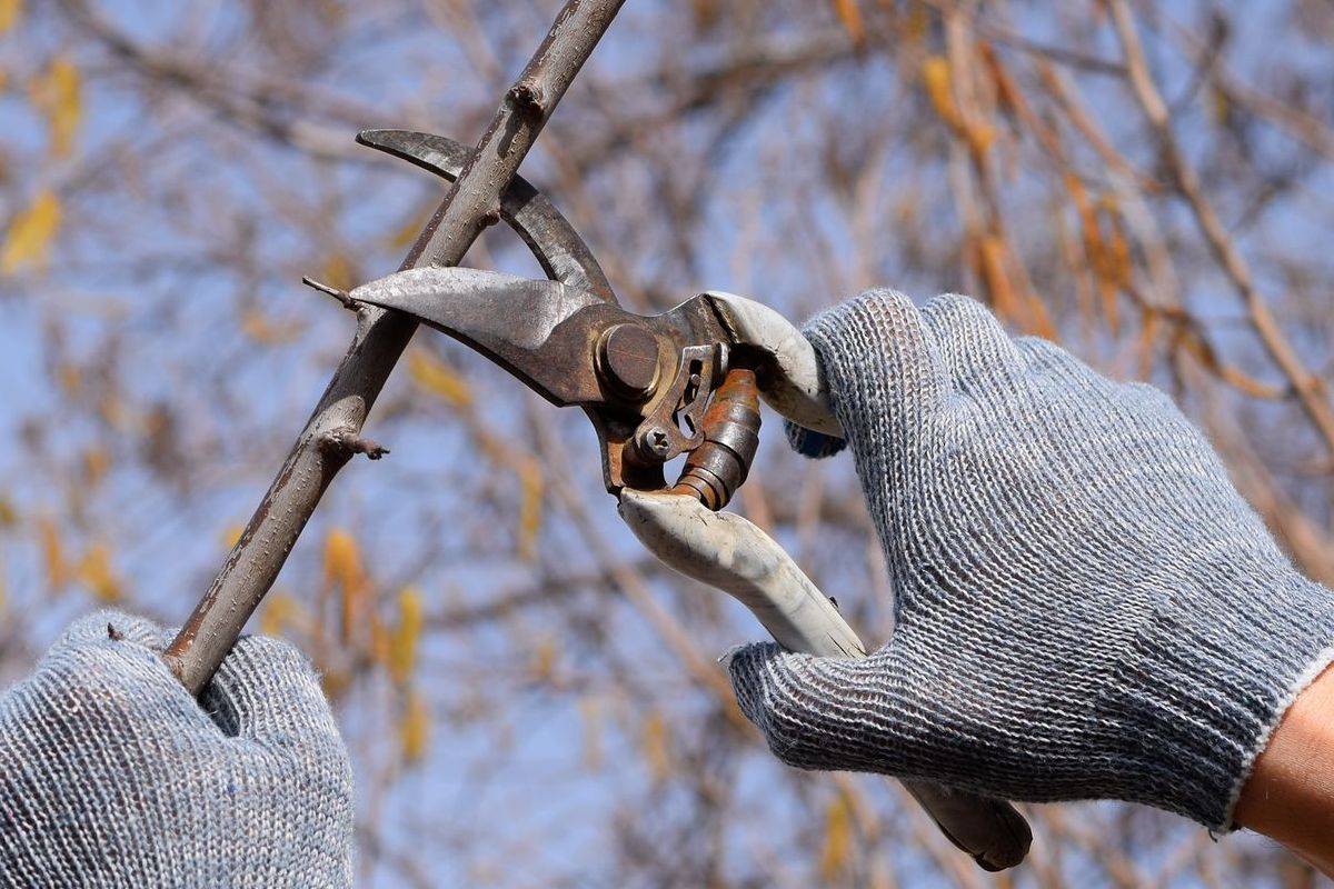 A person is cutting a tree branch with a pair of scissors.