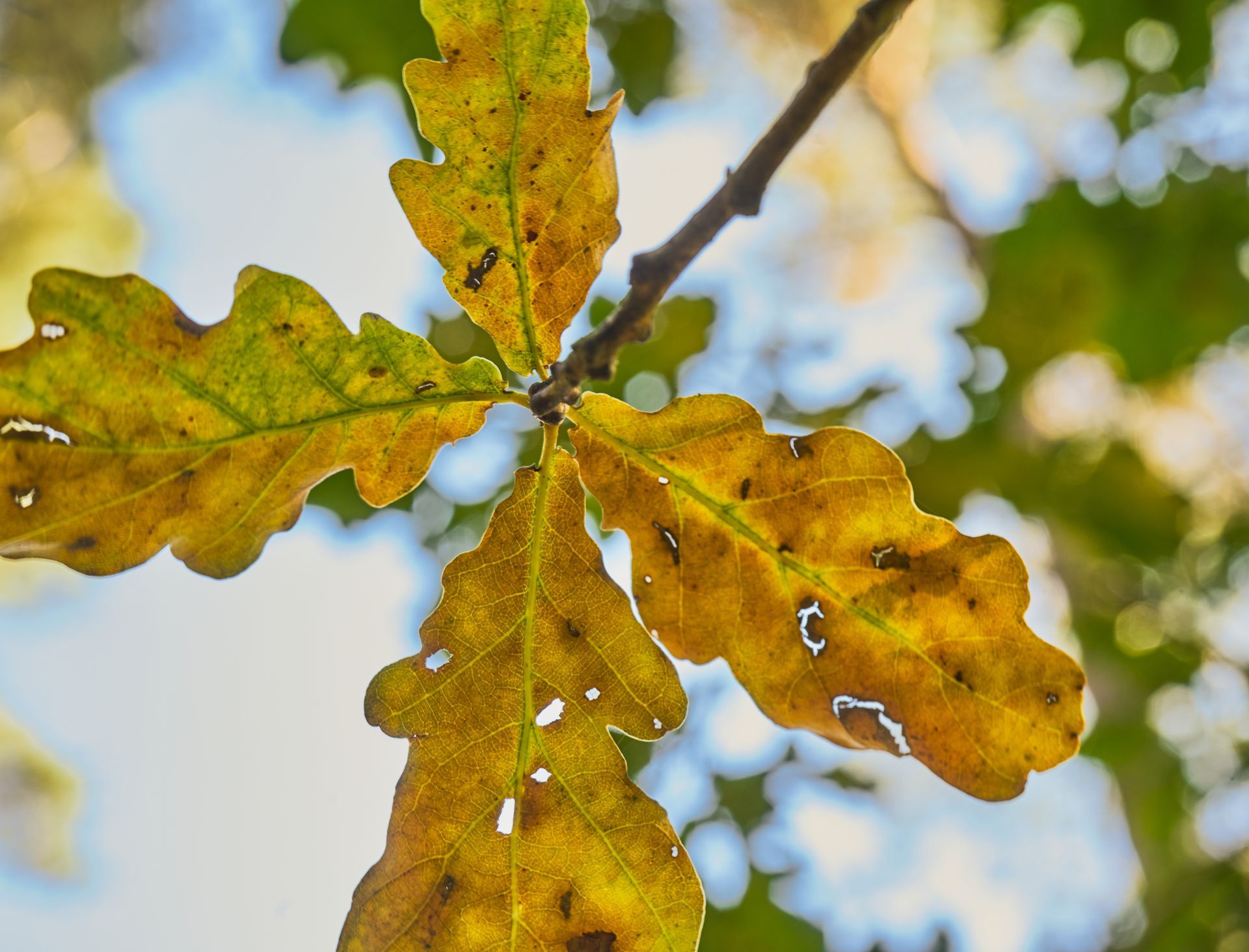 A close up of a yellow leaf on a tree branch