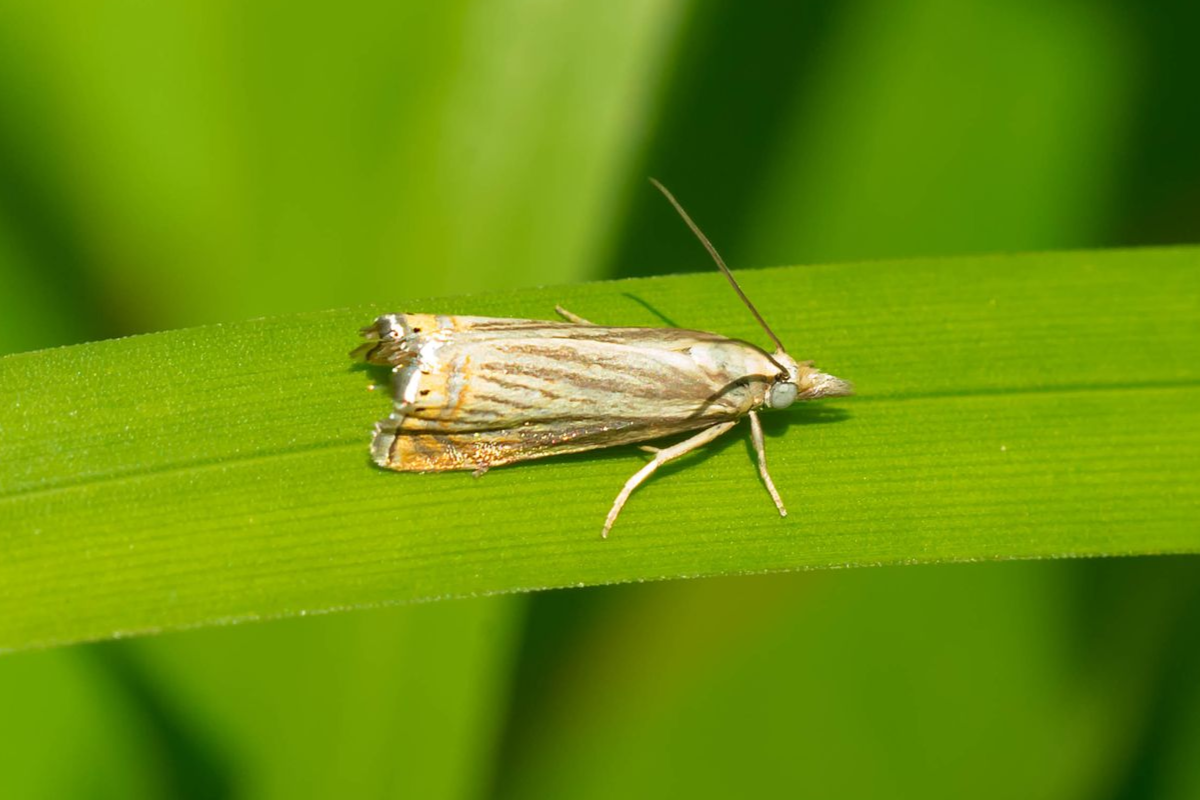 Small tan moth rests on a vibrant green leaf, surrounded by a blurred green background.