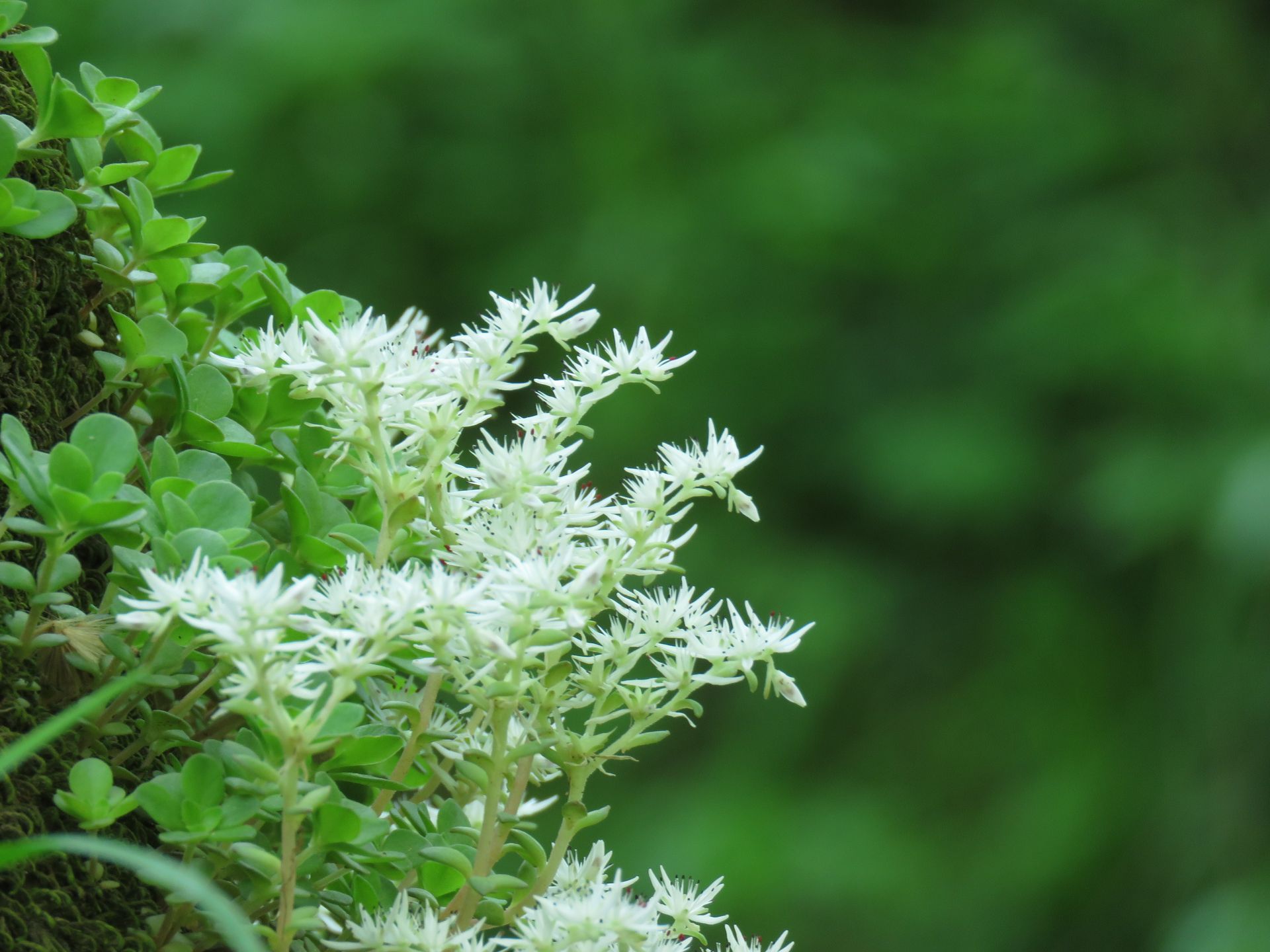 A close up of a plant with white flowers and green leaves.