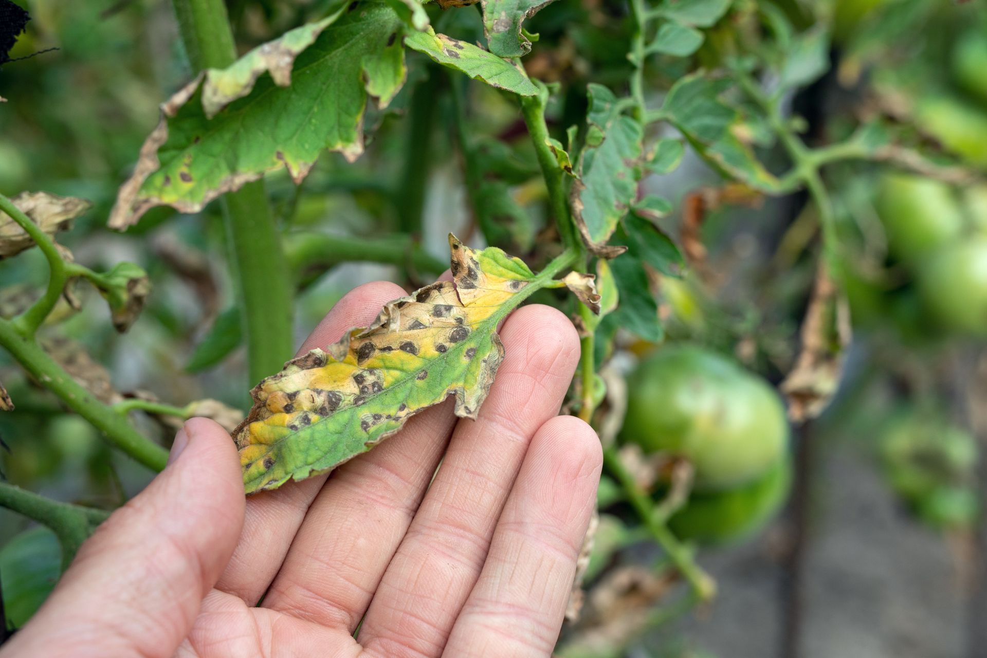 A person is holding a leaf of a tomato plant with yellow spots on it.