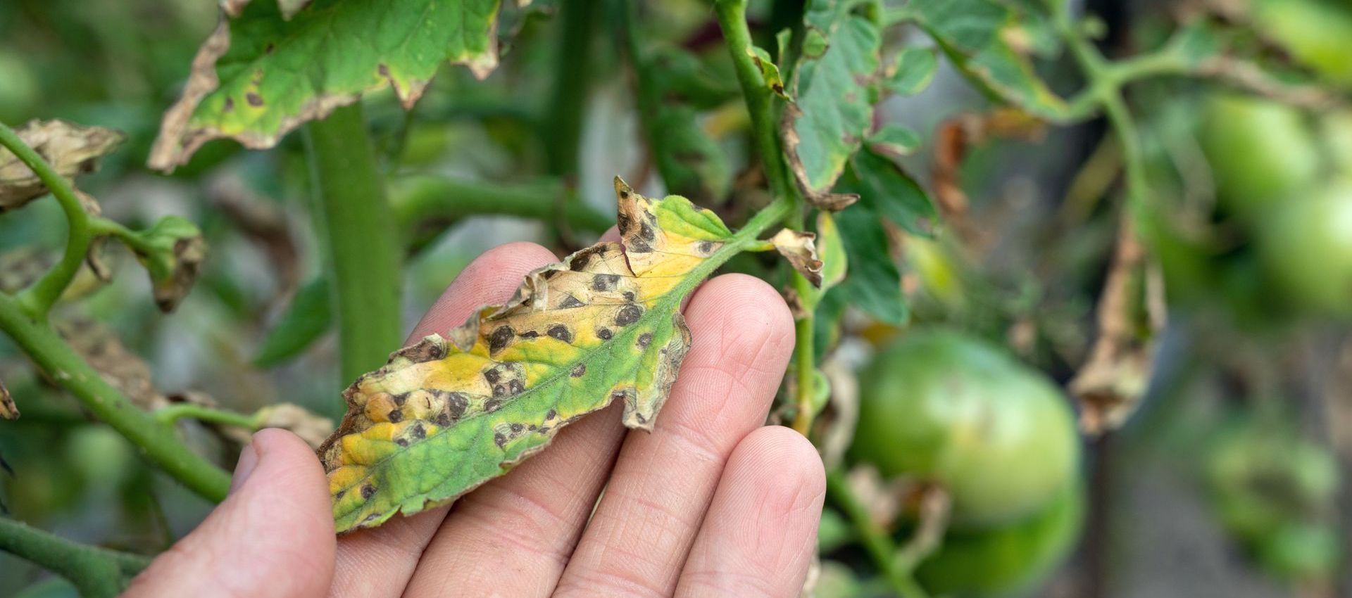 A person is holding a leaf of a tomato plant with yellow spots on it.