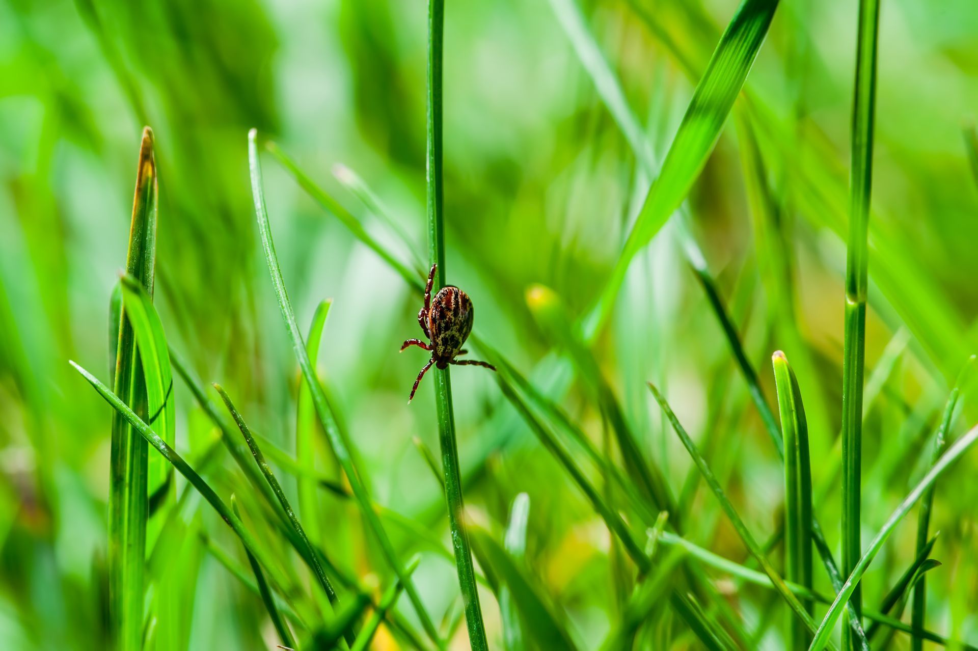 A tick is sitting on a green plant in the grass.